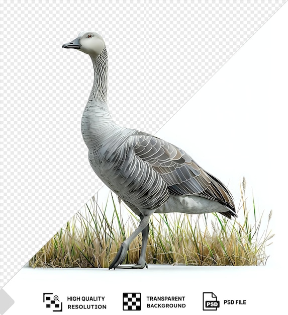 PSD psd picture cape barren goose walking through the grass under a white sky with tall grass in the background and its distinctive black beak gray head and long neck visible png psd