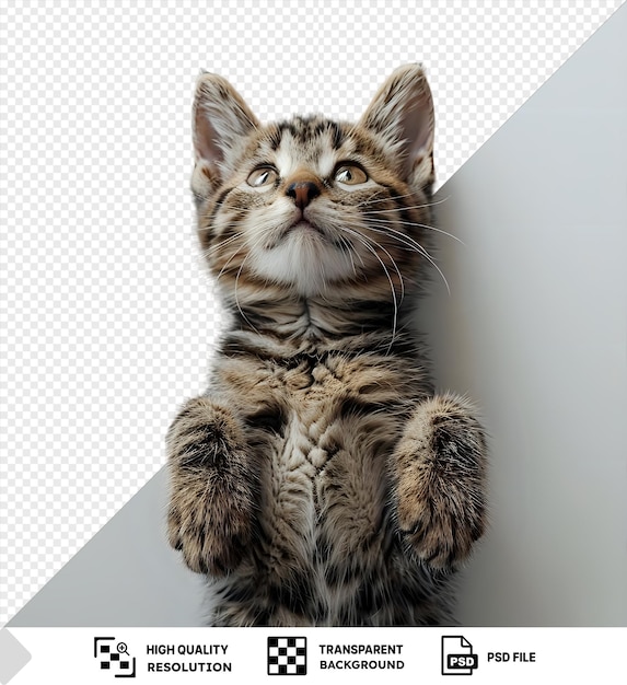 PSD psd picture studio portrait of tabby cat standing on back two legs with paws up against a white backdrop png psd