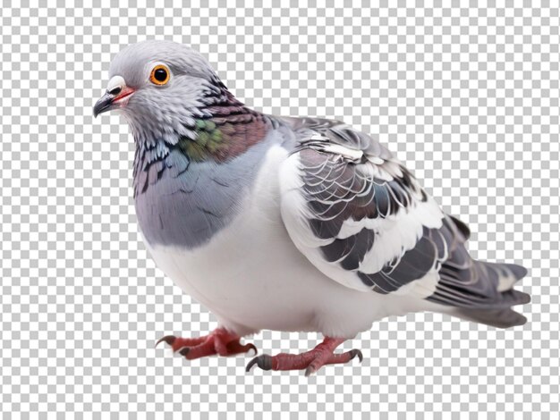 Psd of a pigeon on transparent background