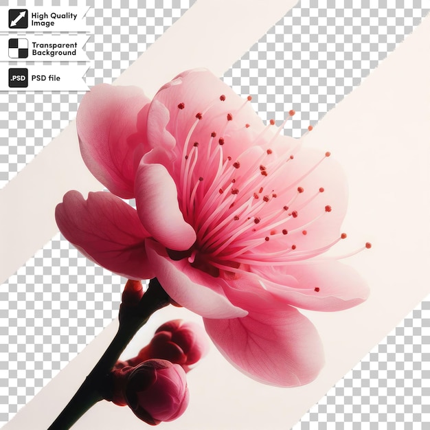 Psd pink cherry sakura blossom on transparent background with editable mask layer