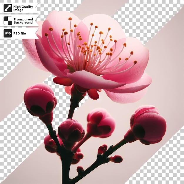 PSD fiore di ciliegio sakura rosa psd su sfondo trasparente con strato di maschera modificabile