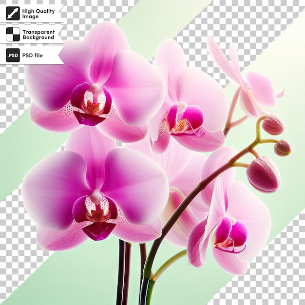 PSD psd pink orchid on transparent background