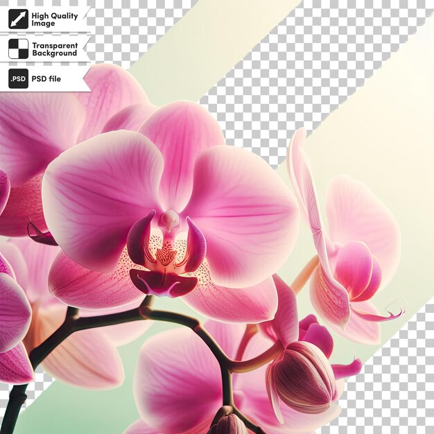 PSD psd pink orchid on transparent background