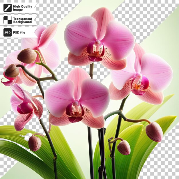 PSD psd pink orchid on transparent background