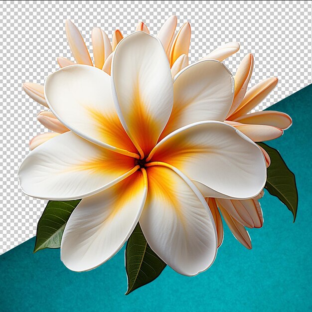 PSD psd plumeria exotic flower on transparent background