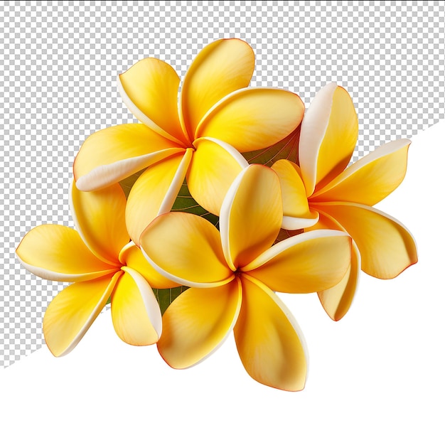 PSD psd plumeria flower on transparent background