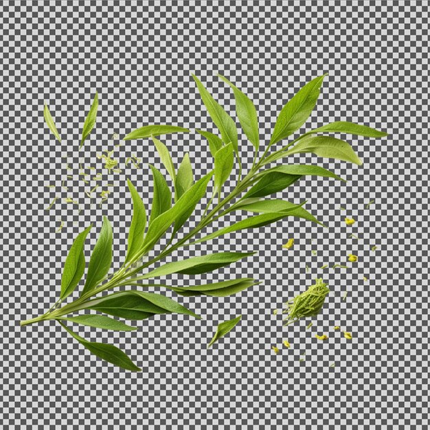 PSD psd png of a green tea