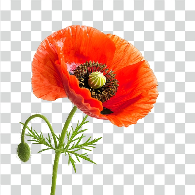 PSD psd poppy flower isolated on transparent background