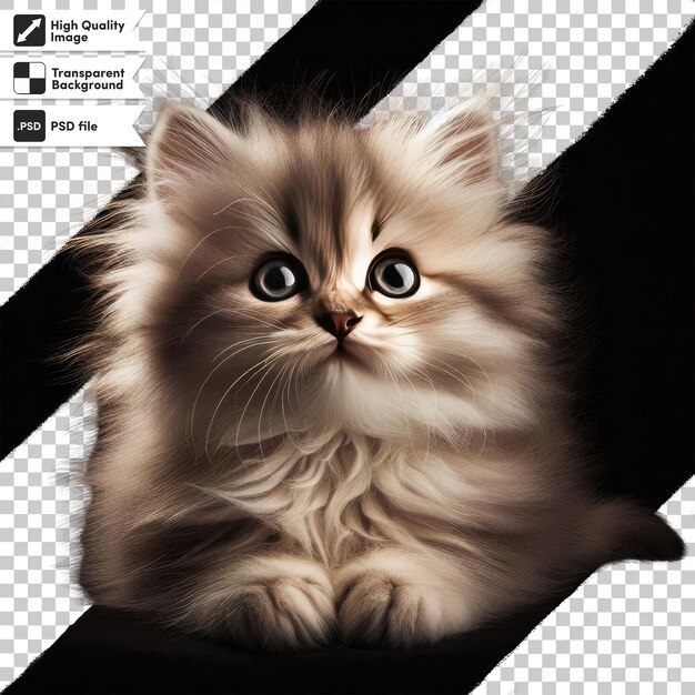 PSD psd portrait of a cat on transparent background