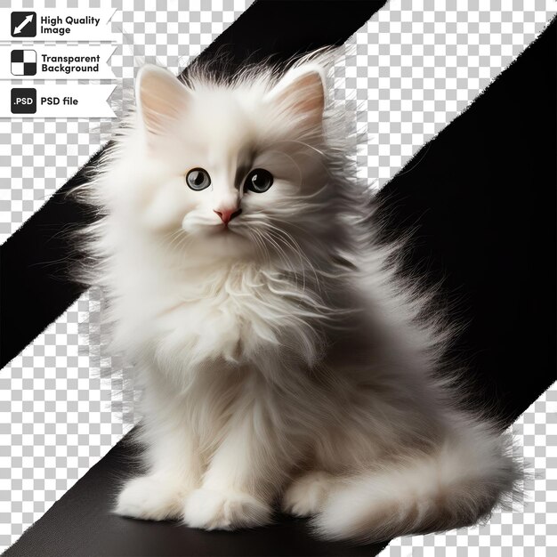 PSD psd-portret van een kat op transparante achtergrond