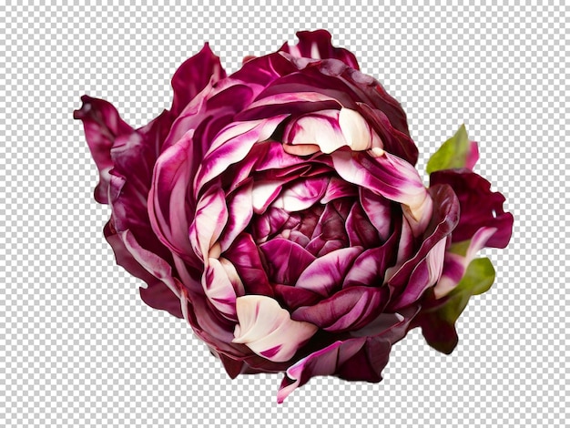 Psd radicchio png su sfondo trasparente