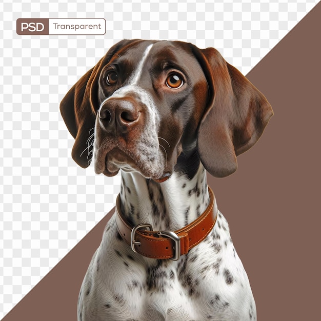 PSD psd raster inglese pointer dog hunter può