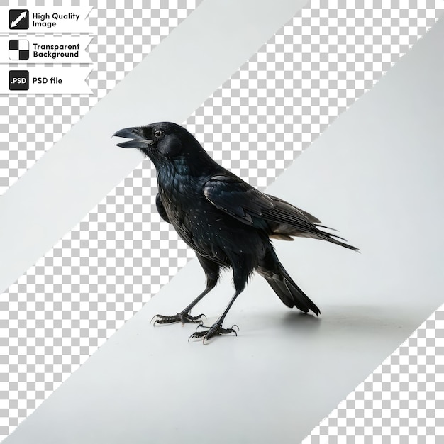 PSD psd raven on transparent background with editable mask layer