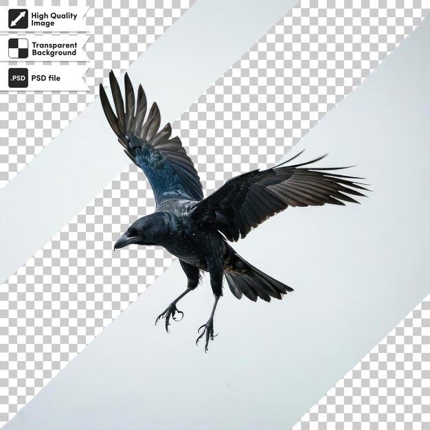 Psd raven on transparent background with editable mask layer