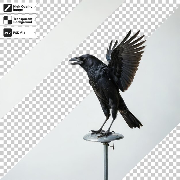 PSD psd raven on transparent background with editable mask layer