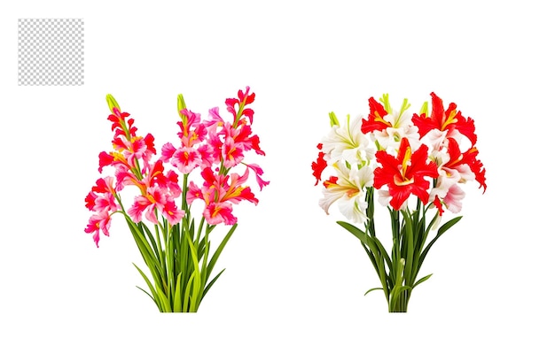 Psd set di sfondo trasparente di fiori realistici