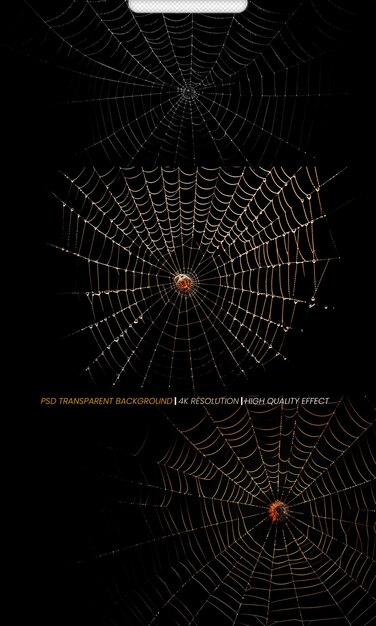 PSD psd realistic spiders cobweb with black background