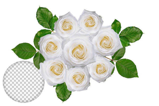 Psd rose flower white transparent