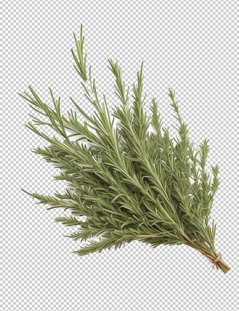 PSD psd rosemary png на прозрачном фоне