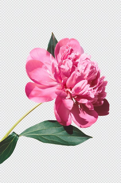 PSD roze bloem geïsoleerde weergave