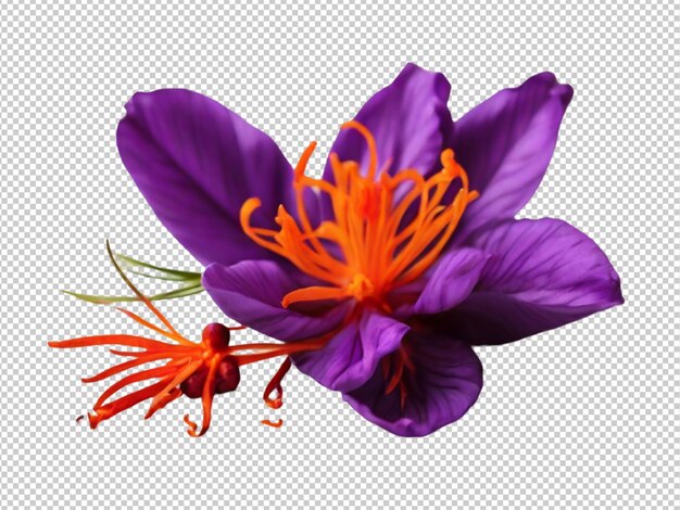 PSD psd of a saffron on transparent background