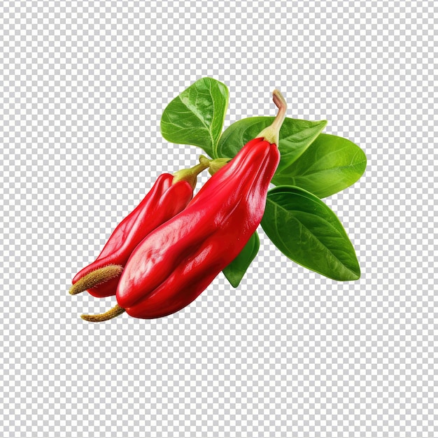 PSD scarlet runner bean isolated on transparent background HD PNG