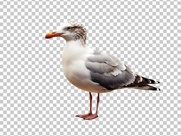 PSD psd of a seagull