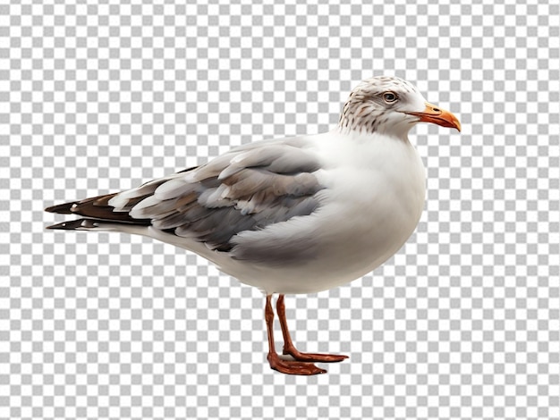 PSD psd of a seagull