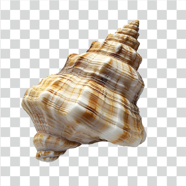 Psd shell isolated on transparent background