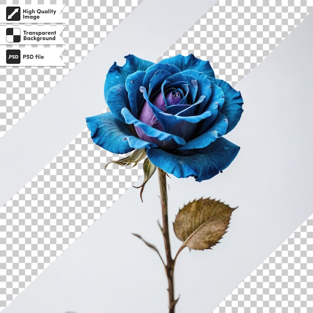 Psd single rose on transparent background with editable mask layer
