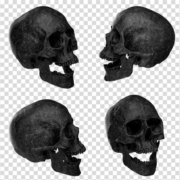 PSD rendering 3d realistico del cranio psd