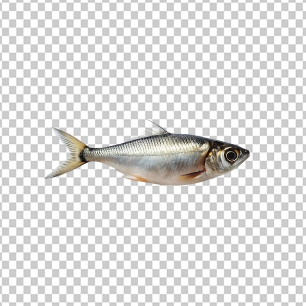 PSD psd of a sleek and minimalist fish on transparent background