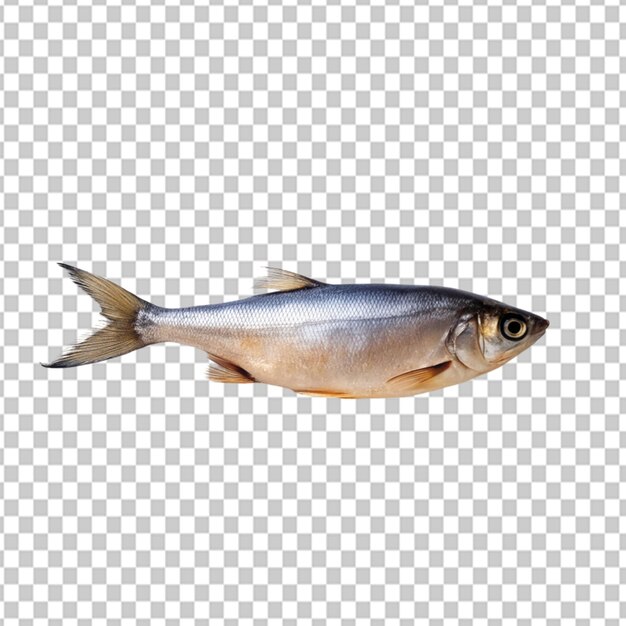 PSD psd of a sleek and minimalist fish on transparent background