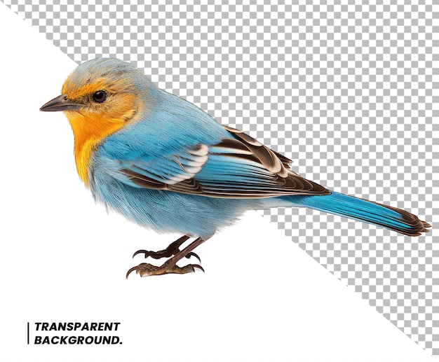 PSD psd small blue bird