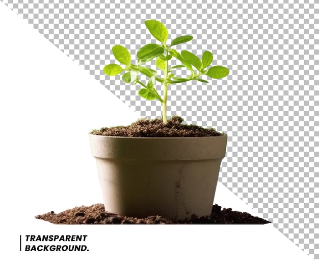 Psd small green plant in a mound of soil isolated