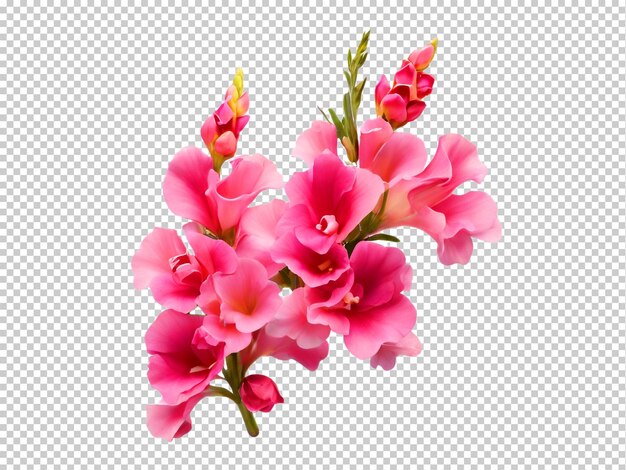 PSD psd snapdragon flower png su uno sfondo trasparente