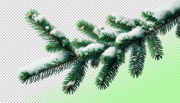 Psd snowy spruce branch on transparent background