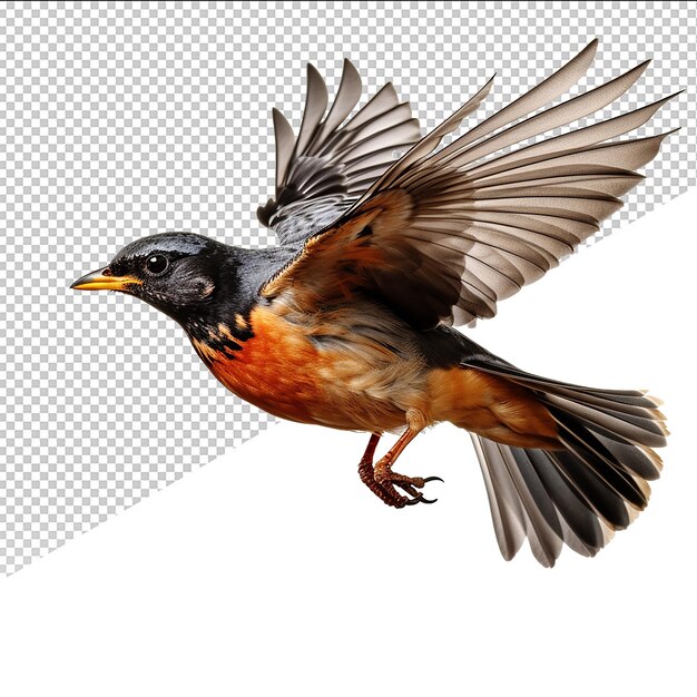 PSD psd sparrow on transparent background