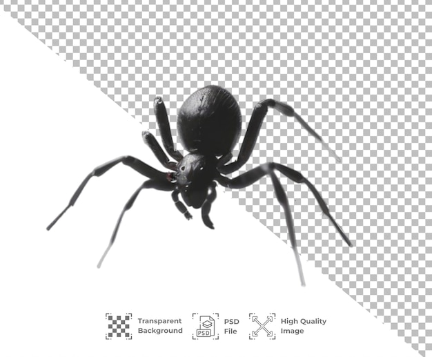 PSD psd spider isolated