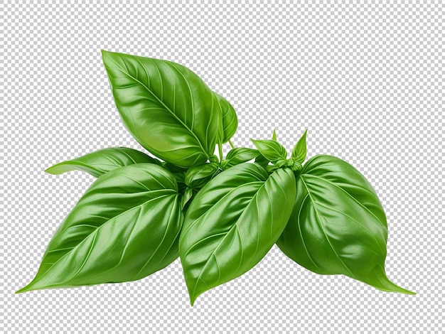 PSD psd spinach png su uno sfondo trasparente