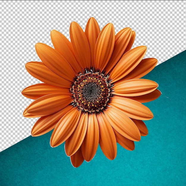 Psd sunflower on transparent background