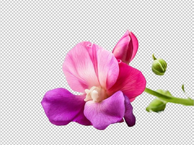PSD psd of a sweet pea flower on transparent background