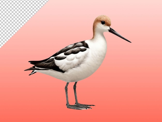 PSD psd of a tailed avocet on transparent background
