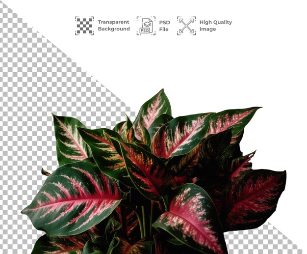 PSD psd tropical leaves isolated