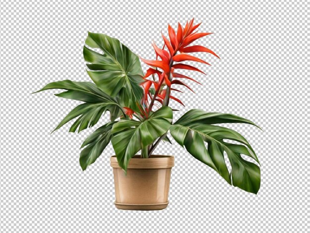 Psd of a tropical plant on transparent background