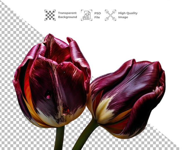 PSD Tulip isolated on transparent background