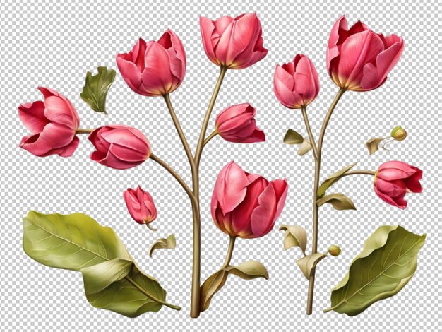 PSD psd of a tulip tree on transparent background