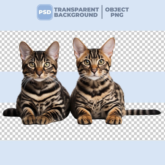 PSD psd twee schattige bengale kittens op transparante achtergrond png