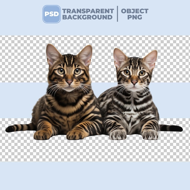 PSD psd twee schattige bengale kittens op transparante achtergrond png