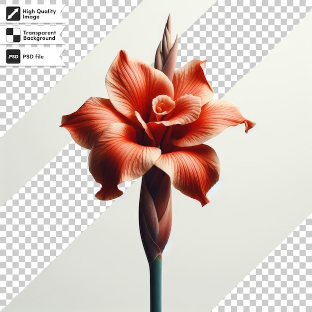 ペオニア (psd) - 透明な背景に曲がった花びらが付いた珍しいペオニア